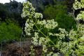 Galium lucidum